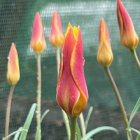 Tulipa clusiana 'Cynthia'
